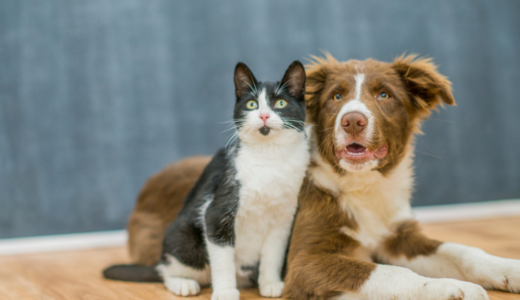 犬や猫の食物有害反応とは？～食物アレルギーの解決策～