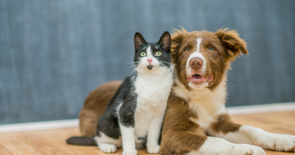 犬と猫