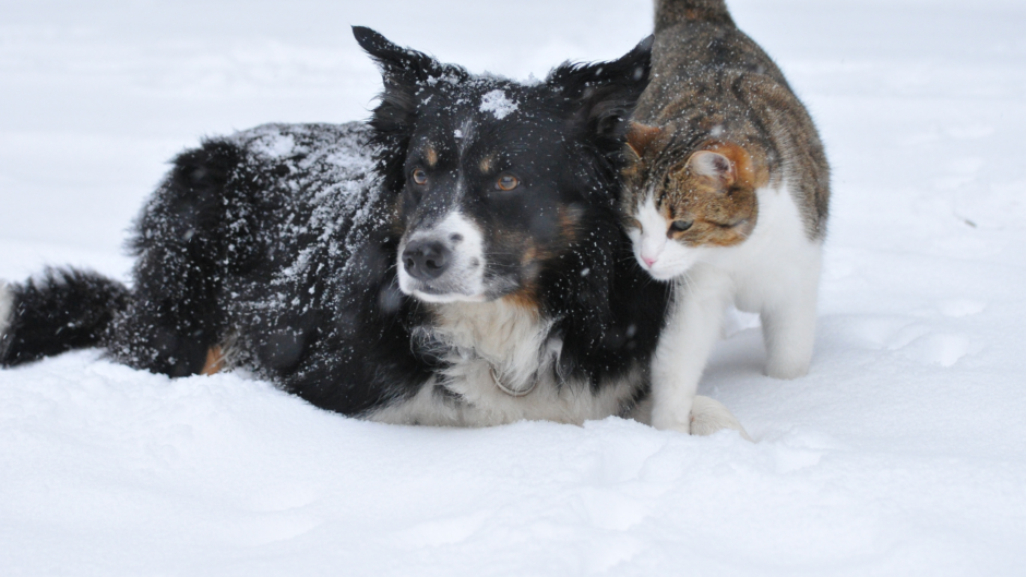 cat and dog