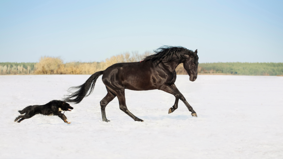 dog horse